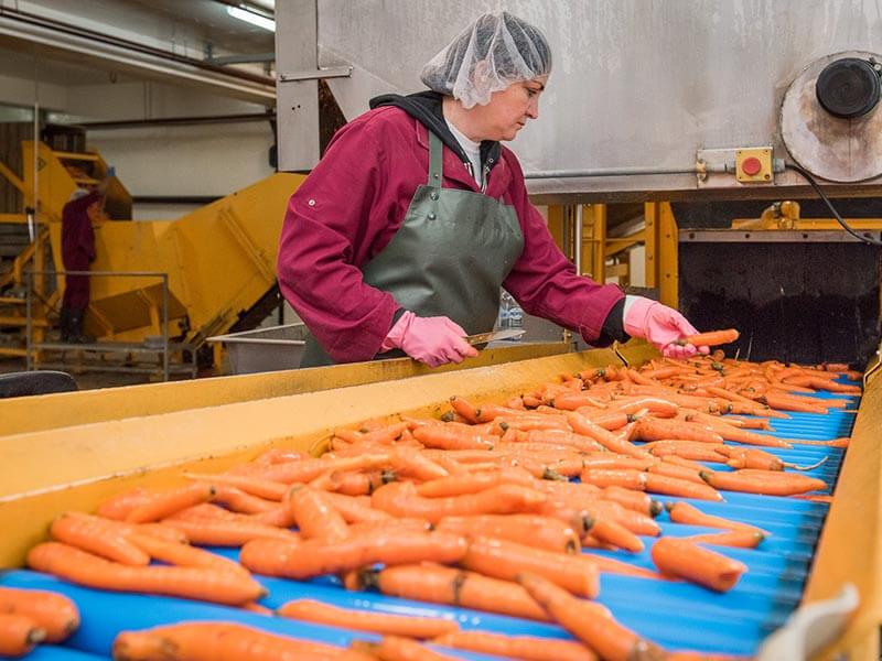 Organic carrots on belt processing