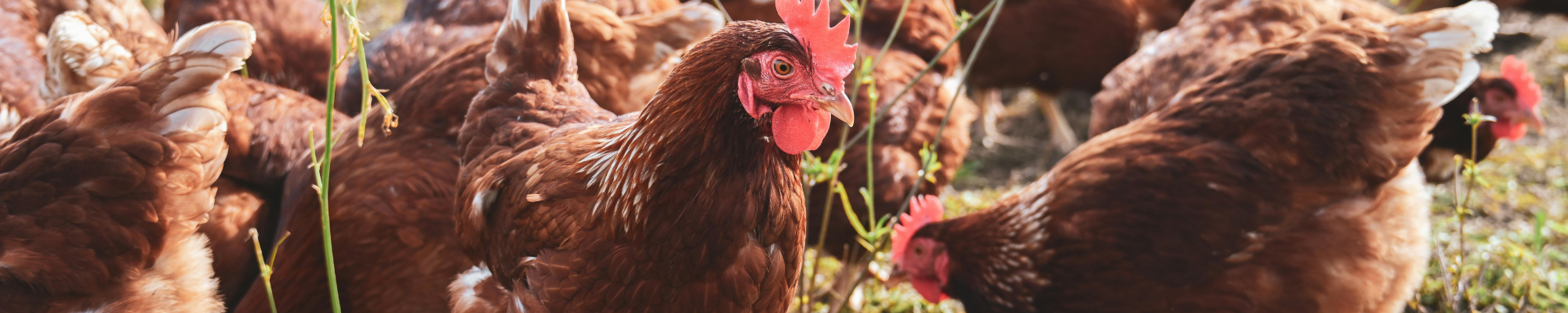 Naturafarm