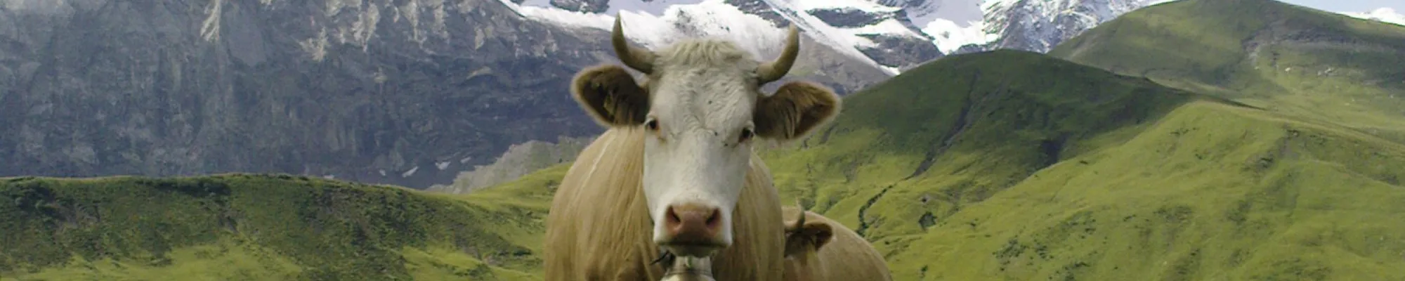Cow stands in front of a scenic mountain backdrop - Animal Bio Check