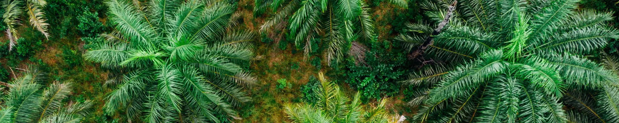 RSPO