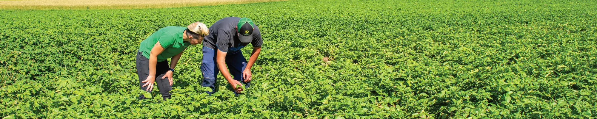 Organic certification and quality control in the field with inspection of an agricultural crop