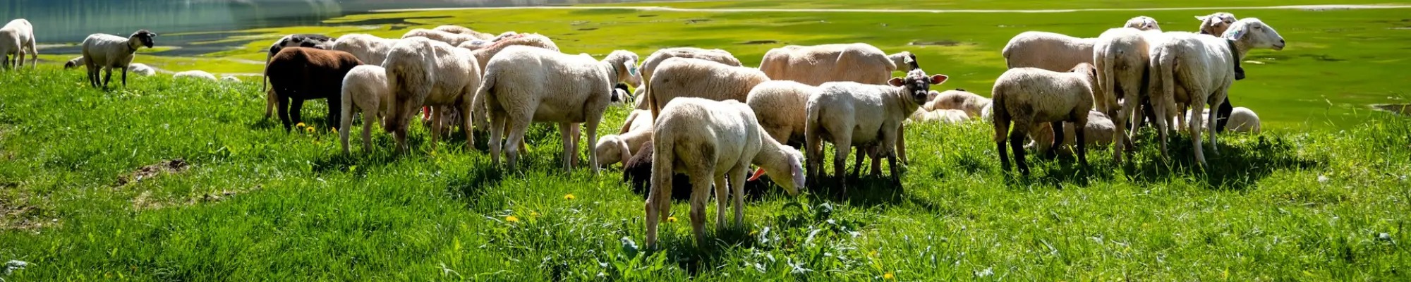 Tierschutz