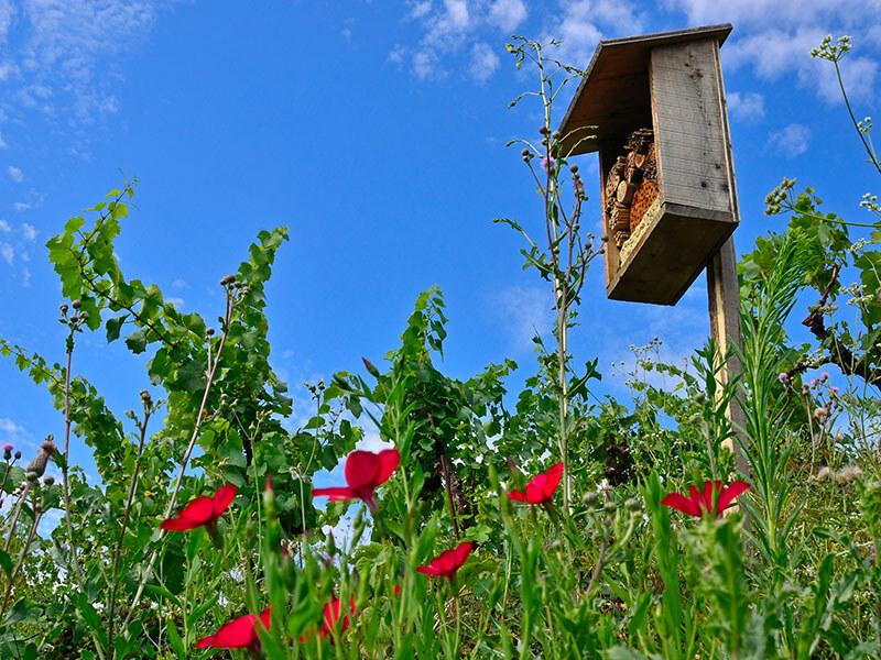 Hotel per insetti in legno Delinat