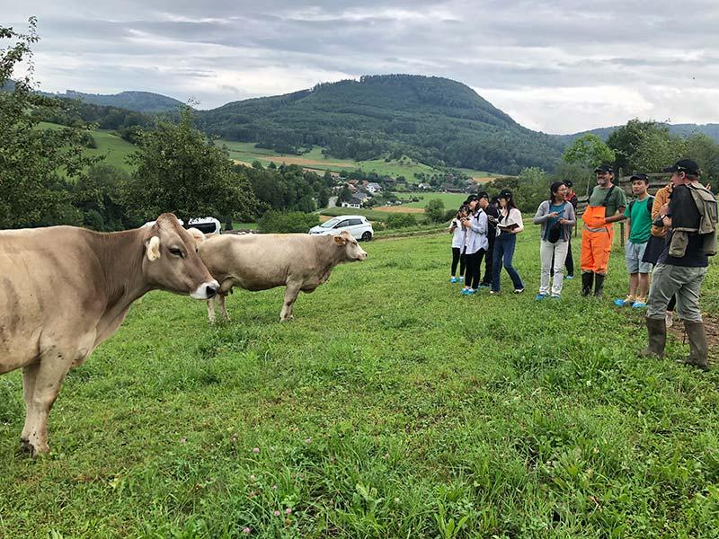 Vaches d'étudiants chinois bio inspecta