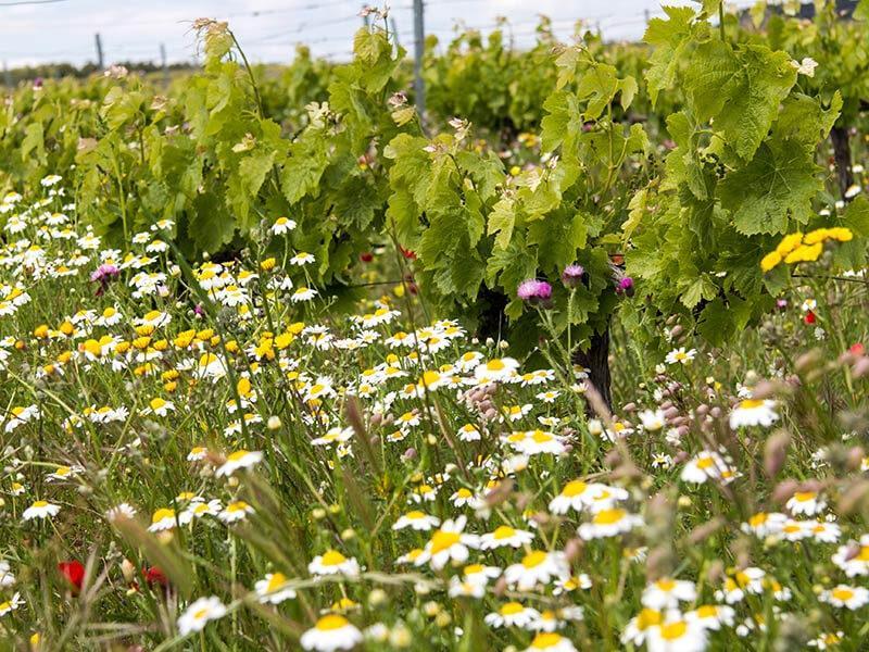 Vite da campo fiorita Delinat.