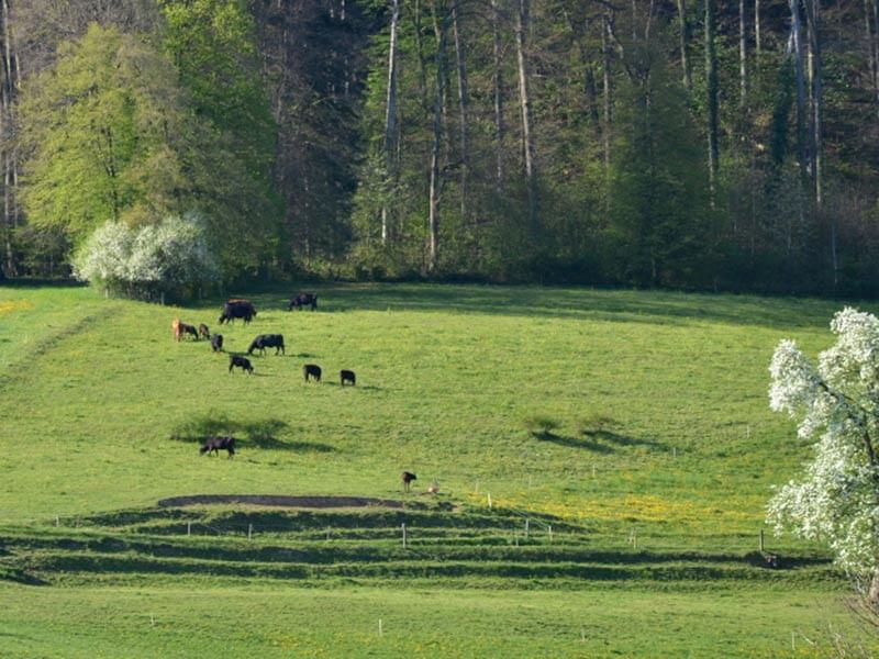 Pascolo biologico per mucche