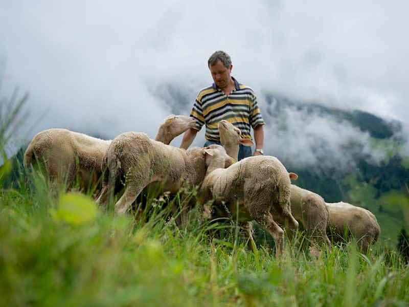 Sheeps organic farm