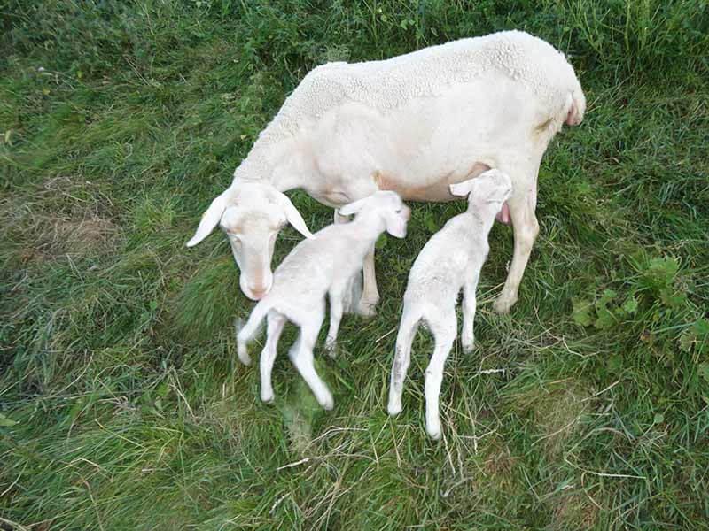madre pecora in fattoria bio