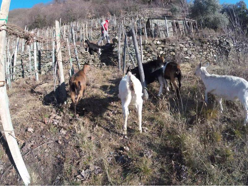 BLOG_vineyard-goat-worker-zanolari