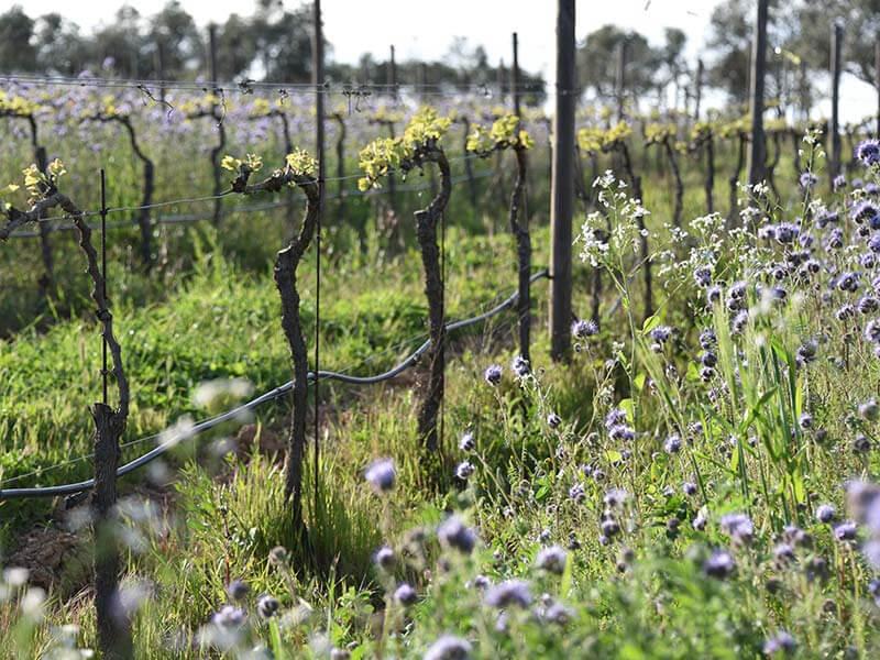 Fleurs de vignoble Delinat