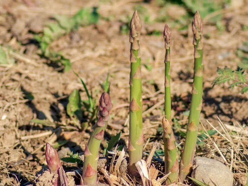 BLOG_Spargel Bio Hof