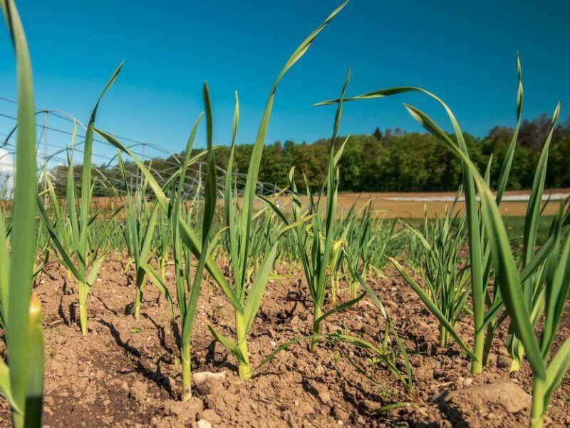 BLOG_Spring onions organic farm