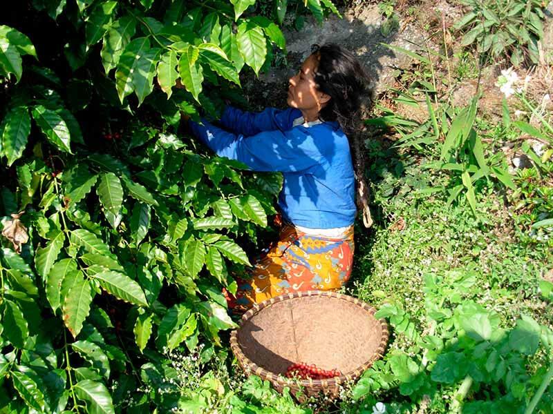 Récolte femme fair trade