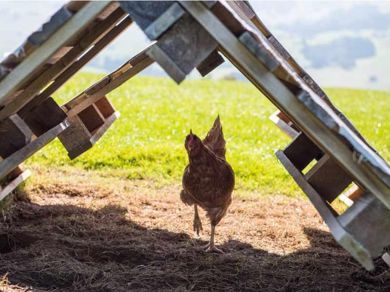 Huhn unter Paletten-Unterstand