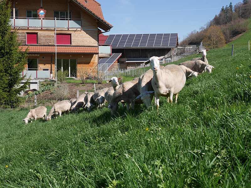 sheeps in meadow