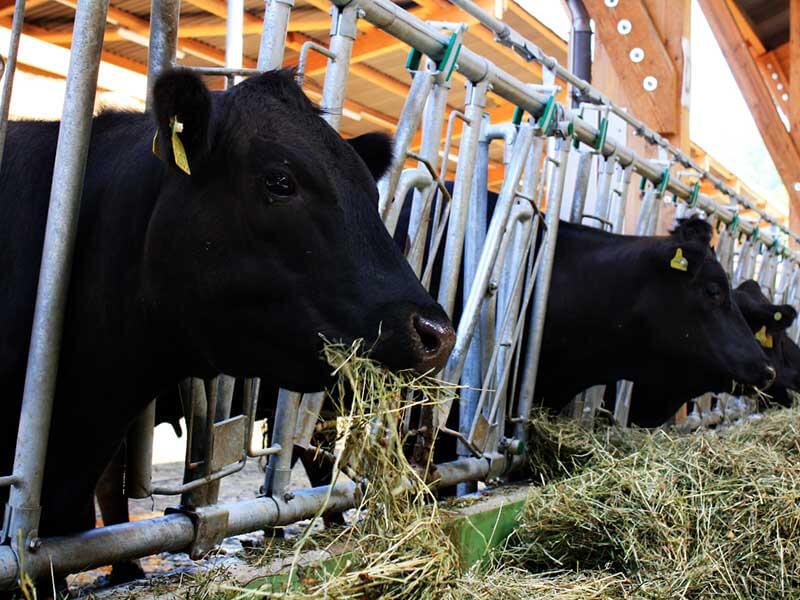 organic farm organic bovines