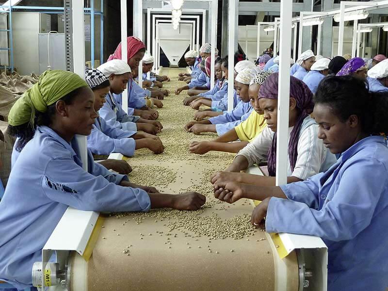 Coffee sorting fair trade
