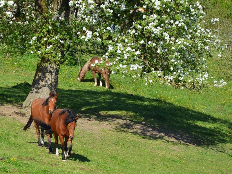 Allevamento biologico cavalli sotto alberi
