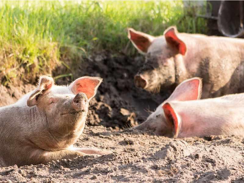 Schweine im Sand