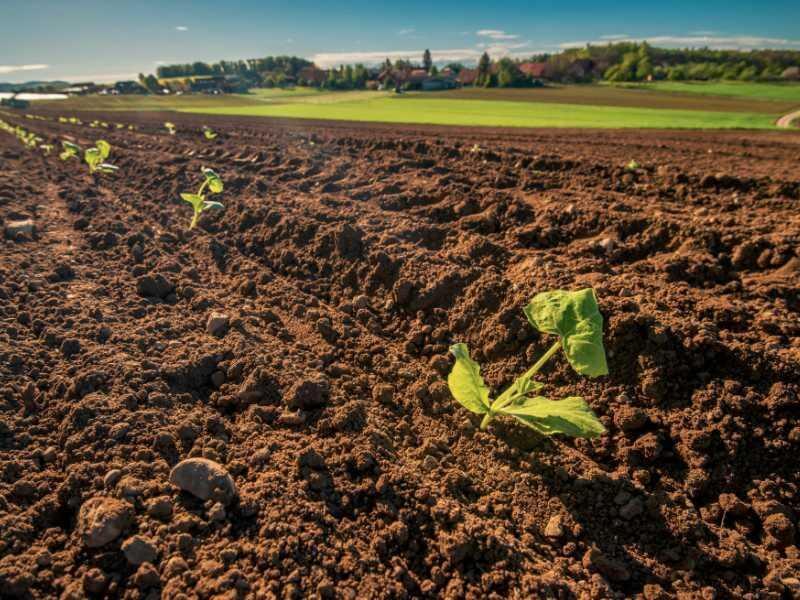 BLOG_Field_Sprouting organic