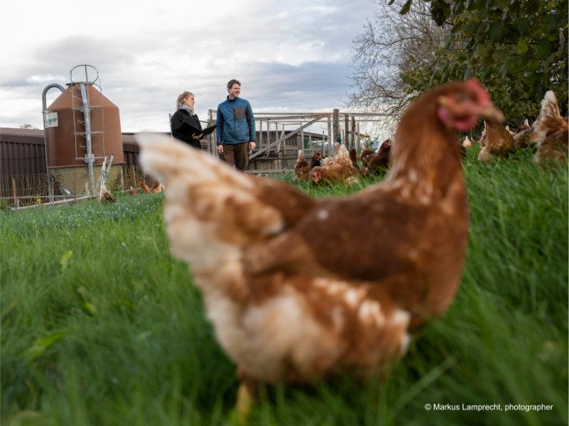 Homme Femme Poulet Prairie