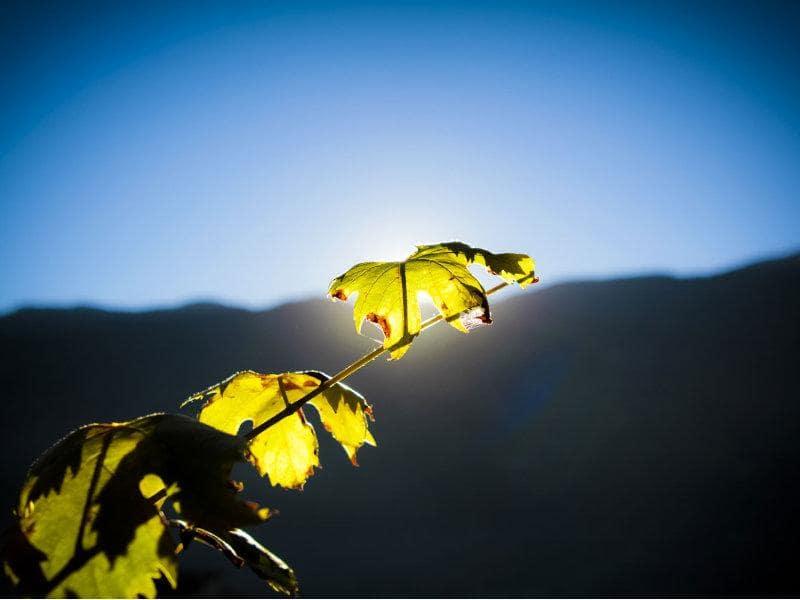 BLOG_Feuilles de vigne au lever du soleil