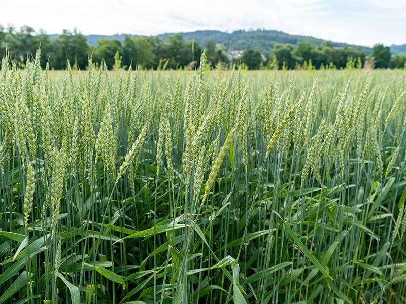 BLOG organic tillage cereals