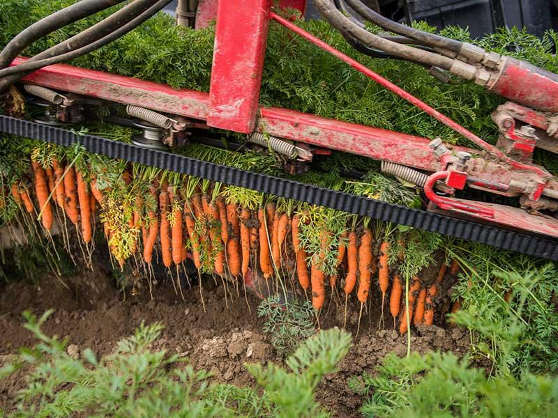 machine organic carrots