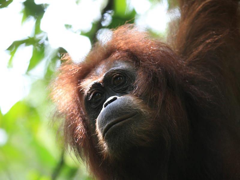 Orangutan fair trade