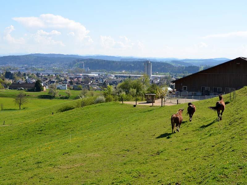 Horses on meadow organic farm