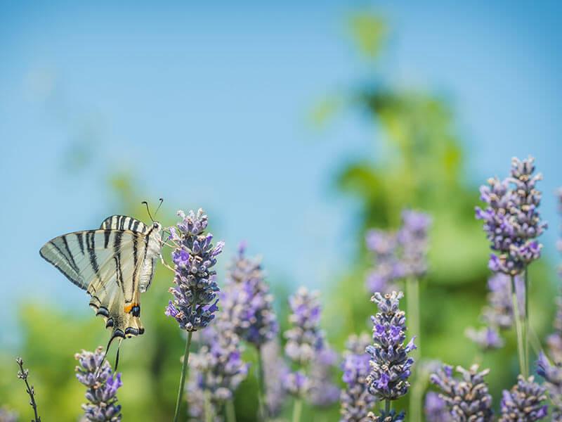 Delinat_Lavendel-mit-Schmetterling