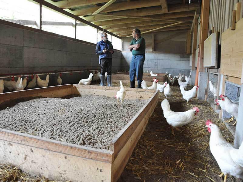 Organic control year 2019 Review chicken stable and Pius
