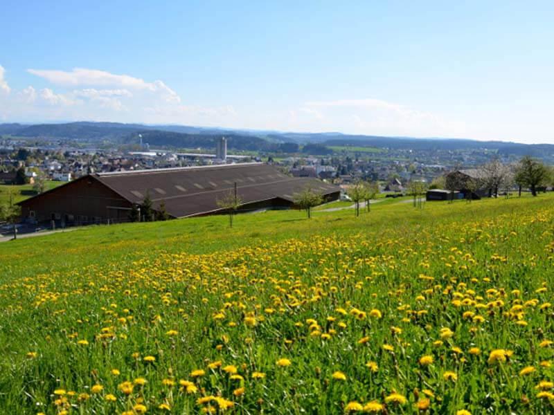 Flower meadow organic farm field