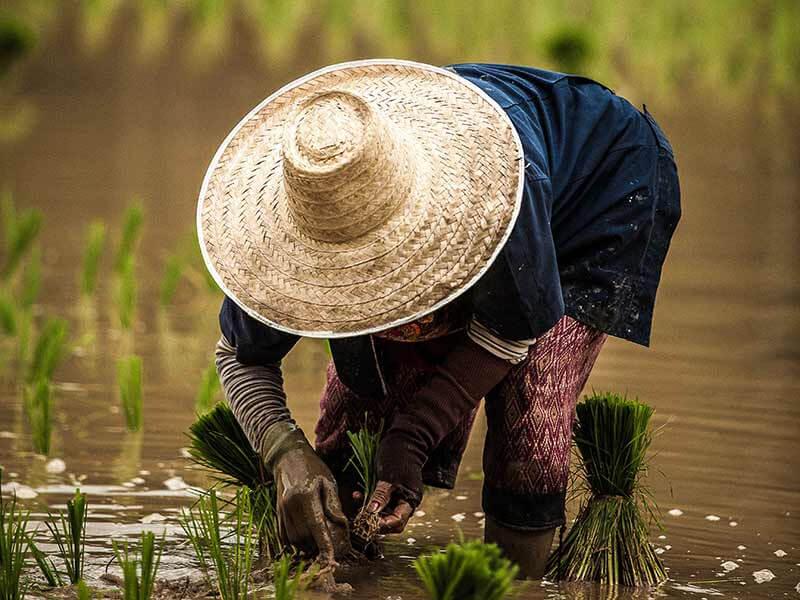 Rice field fair trade fair trade