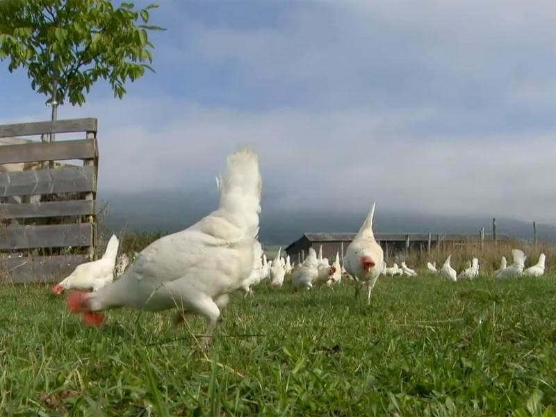 BLOG_Picture_from_broadcast_chickens