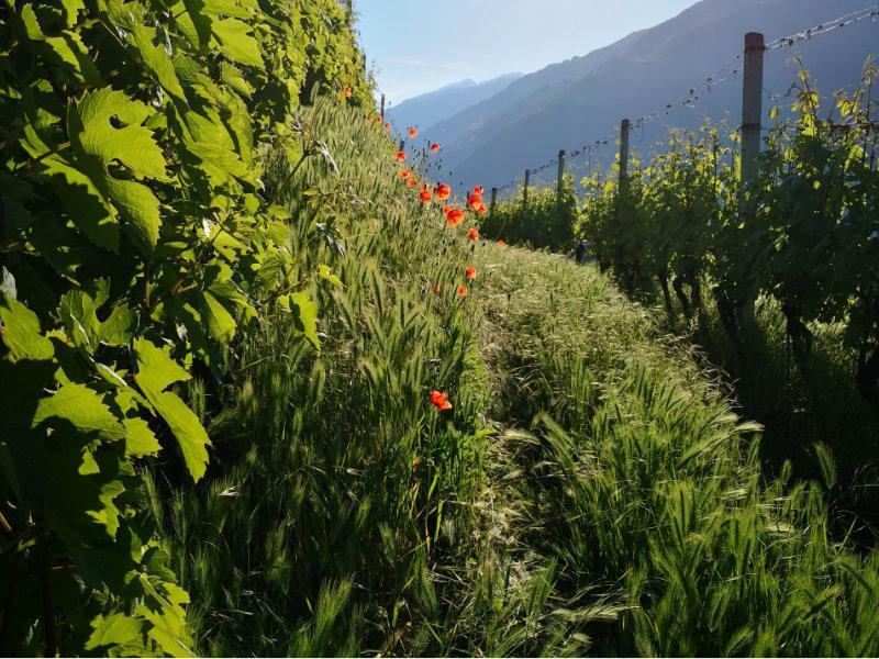 BLOG_Vignoble coquelicot biologique