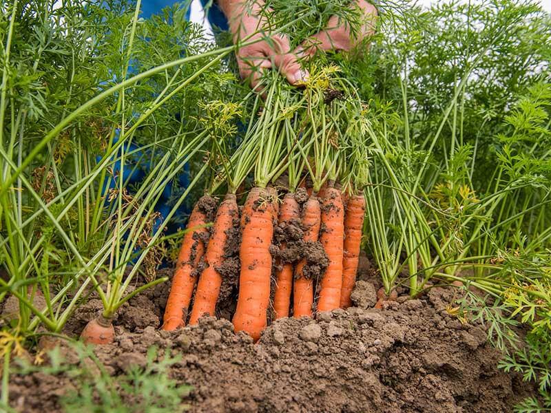 Organic carrots hands harvesting