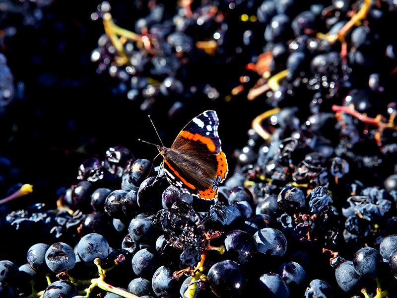 Papillon Delinat sur grappe de raisin
