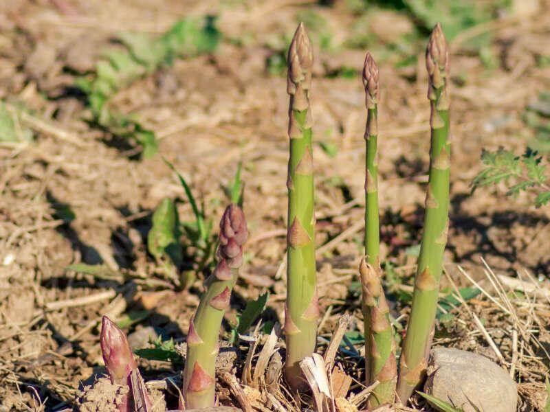 BLOG_azienda agricola biologica asparago