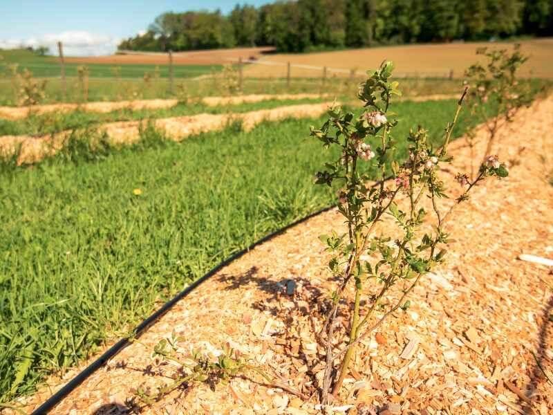 BLOG_Azienda agricola biologica