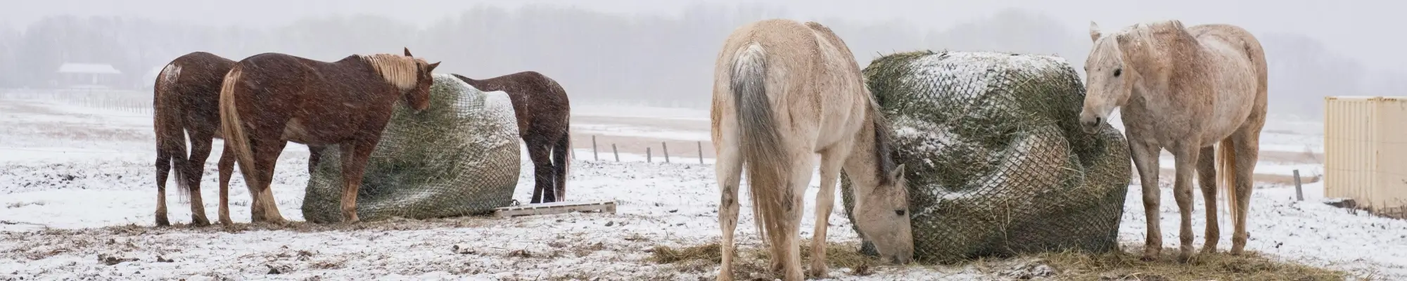Swiss Ordinance on regular outdoor management of livestock (RAUS)