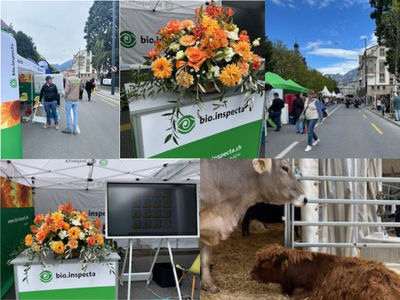 Agrischa Collage