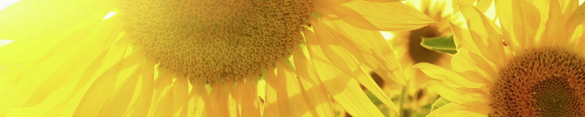 Header Unternehmen Sonnenblume bio